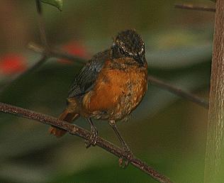 cossypha_heuglini, white browed robin chat